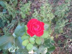 Letzte Rose im Herbst. Foto: Privat